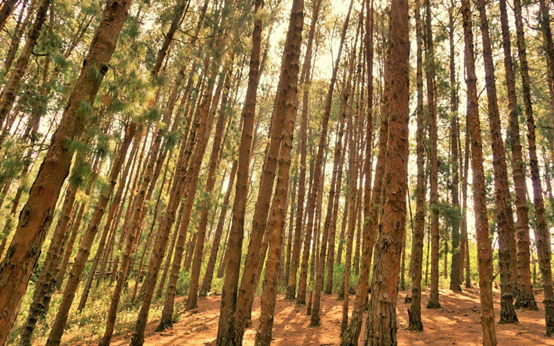 Pine Forest